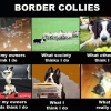 border-collies