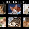 shelter-pets