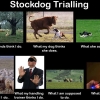 stockdog